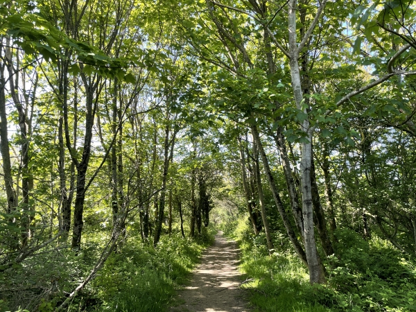 Nous suivons donc le chemin du Mont Jolibois, qui est d'ailleurs tout à fait charmant. Sur 500 mètres, nous allons repasser sur nos traces de tout à l'heure.