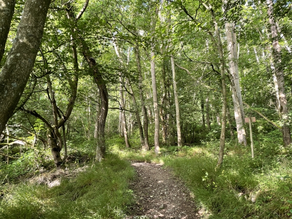 Toujours sur le GR222, nous montons dans le bois de la Raçue.