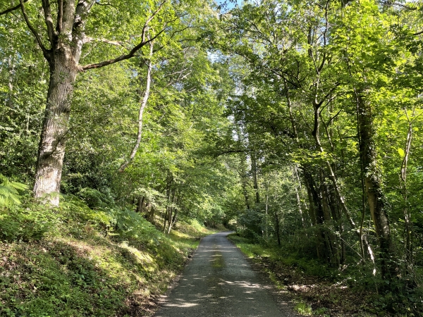 Dans le bois, nous suivons la petite route déserte des Grands Riands (avec un D cette fois-ci ?).