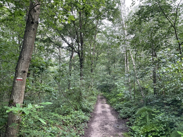 Au sommet, nous quittons la petite route pour un agréable chemin en forêt.