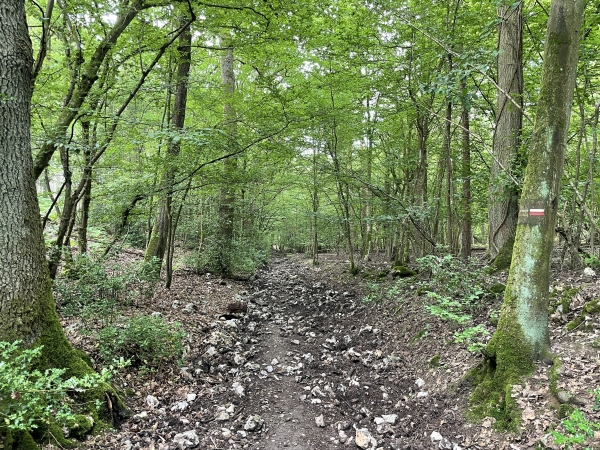 Le GR222 est très caillouteux dans la descente vers la vallée.