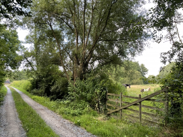 Peu après le départ, nous descendons dans les marais de la Dives, au niveau de la rivière Saint-Laurent. Comme souvent dans les marais, les chemins sont renforcés et totalement hors d'eau, même en période de pluie.