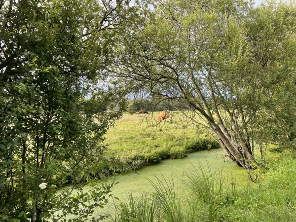 Les chemins suivent les canaux et sont rectilignes, mais on l'oublie rapidement en raison de la richesse de ces paysages des marais.