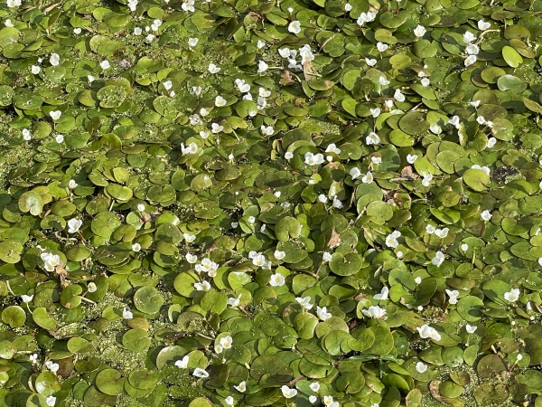 Des Morènes recouvrent un petit étang des marais.