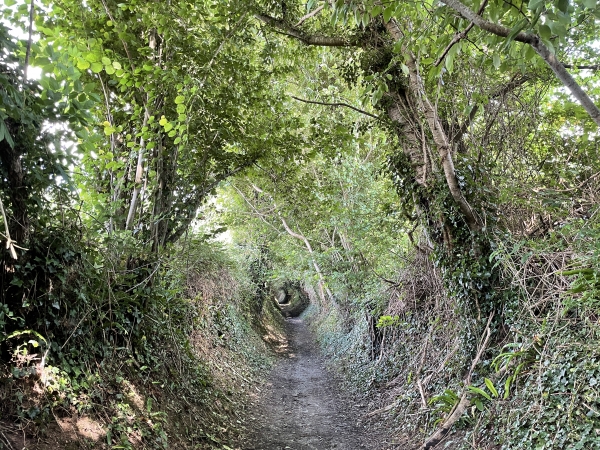 Montée en chemin creux vers le bois de Bavent.