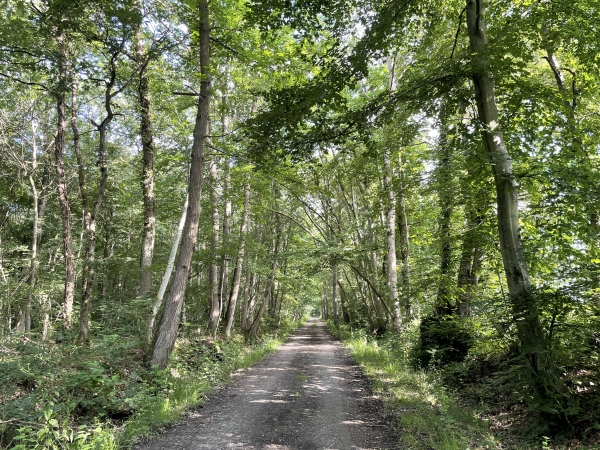 Nous marchons dans le bois de Bavent en direction du village du même nom.