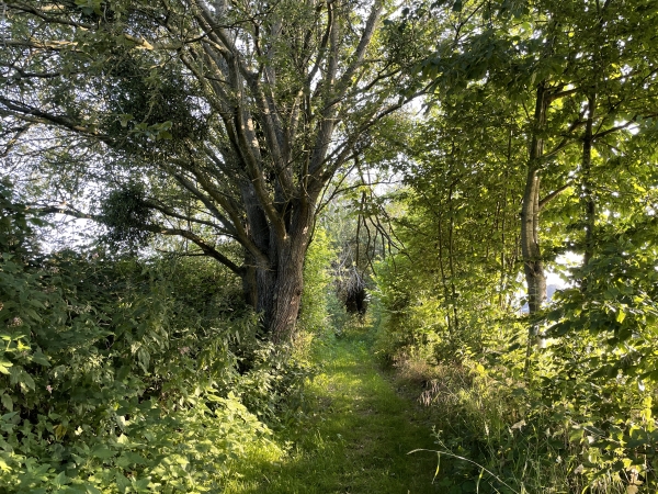Voilà le premier chemin de la randonnée. Ils seront nombreux, entretenus et balisés.