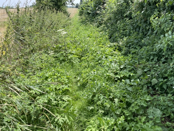Après quelque pas, notre chemin ressemble à ça. Nous sommes en short, nos molets se souviennent encore des orties.
