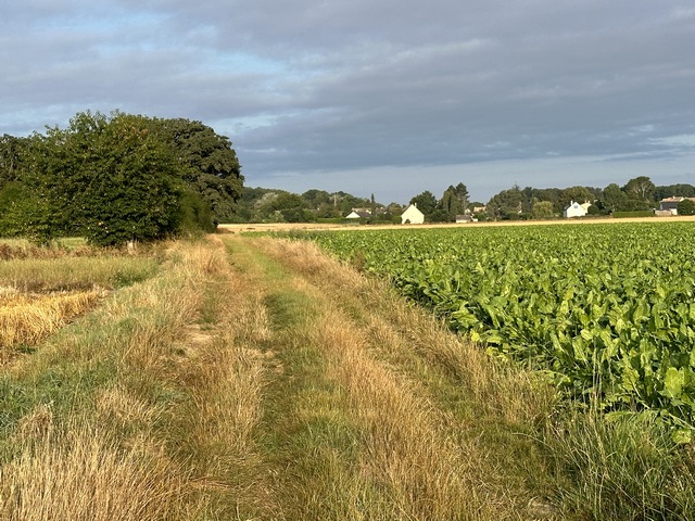 Nous sortons du bourg par le chemin de la Mare Dodée (qui n'existe plus), et continuons vers le bois de Morsent. (Regard arrière)
