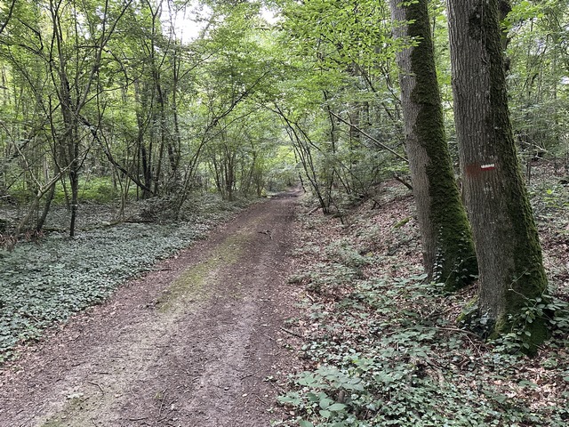 Nous marchons dans le bois de Morsent. La balise, à droite, est celle du GR222.