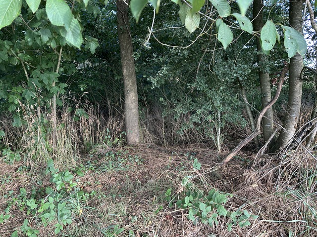 La mare du Routou a totalement disparu sous la végétation.