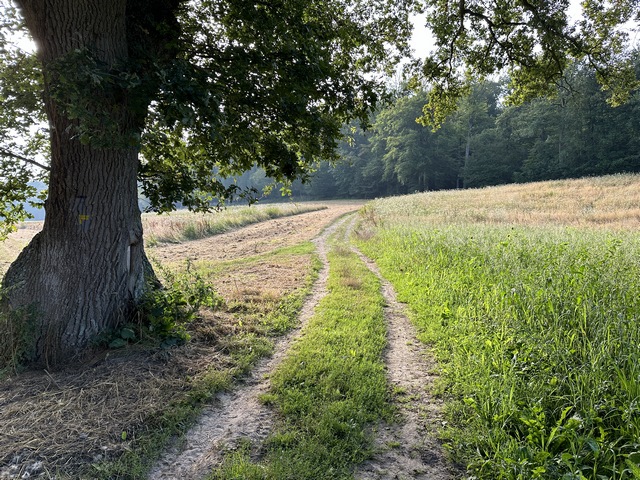 Entre le bois de Morsent et le bois Verdier, se trouve ce petit vallon que nous allons suivre à droite.