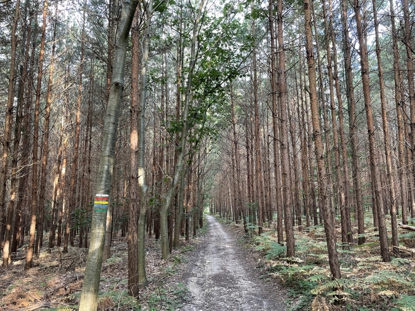 Nous rejoignons le GR224 au niveau de la pinède près d'Aptuy.