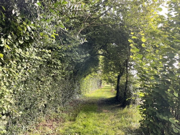 Entre Le Bocage et Les Vals Rabots, nous suivons ce chemin couvert parfaitement entretenu.