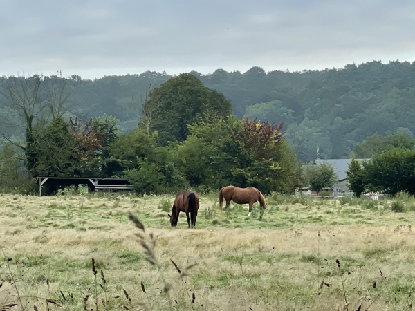 Nous traversons la vallée en direction du bois de la Houssaye que l'on voit en face.