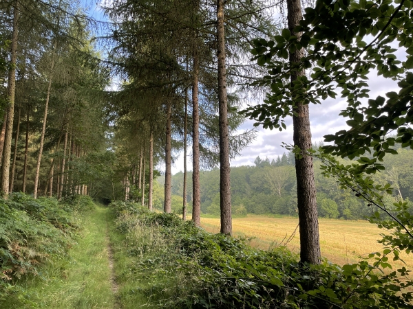 Bois de la Houssaye le long du vallon des Vas.