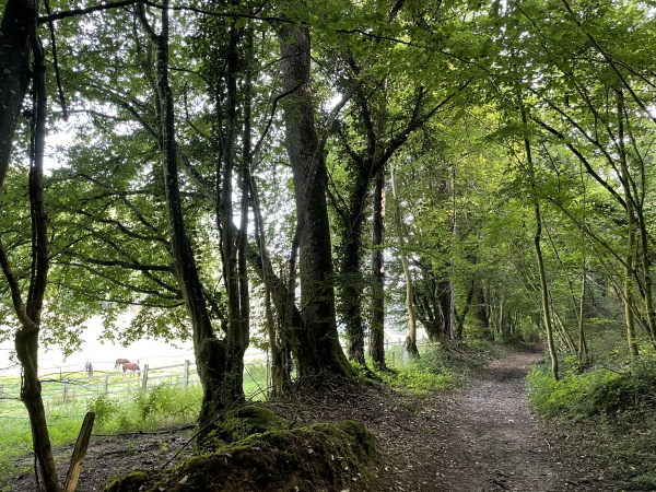 Nous suivons le chemin de la Côte l'Evêque jusqu'à la sortie du bois dans la vallée.