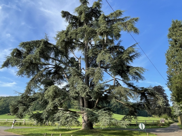 Un cèdre monumental est planté devant l'entrée du château de Livet (XIXe) qui lui, est caché derrière ses arbres.