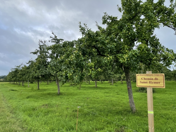 Nous sommes au sommet, sur le plateau agricole. Nous suivons le chemin de Saint-Hymer le long des vergers.