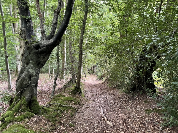 La descente vers les Toutains n'est pas facile en raison d'une source qui transforme le chemin en ruisseau. En raison du temps, nous sommes équipés de chaussures imperméables, nous prenons le risque. Le parcours officiel a été dévié jusqu'aux Gardins.