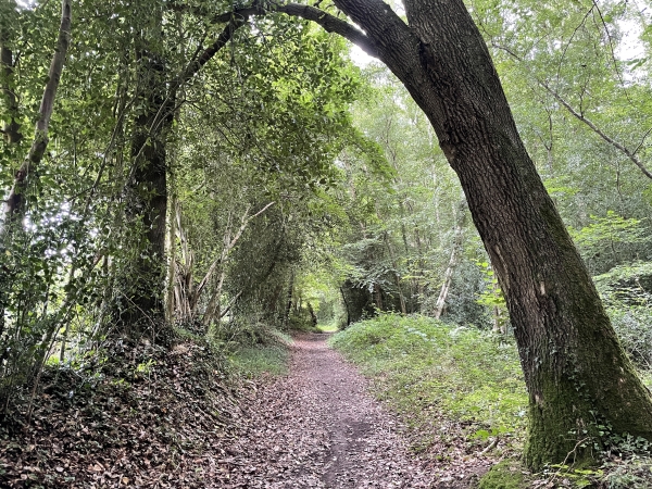 Partie boisée dans la descente vers la Grande Fontaine.