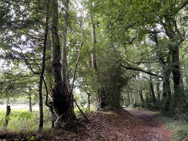 Partie boisée dans la descente vers la Grande Fontaine.