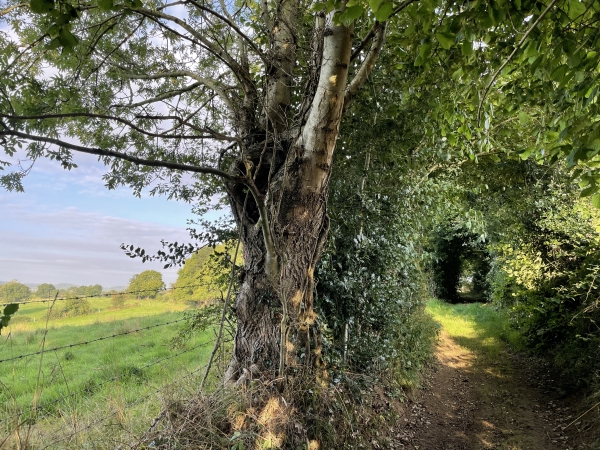 Le chemin du Mont Jean est bordé d'arbres et arbustes, mais laisse admirer les vallées voisines.