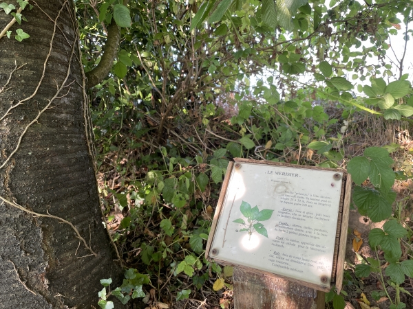 Le chemin est ponctué de panneaux informatifs sur les essences plantées. Ici un merisier.