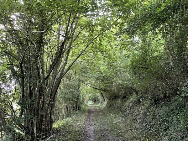 Le chemin continue entre ruisseau et forêt. Il est plutôt rectiligne : un indice pour notre voie ferrée mystérieuse ?
