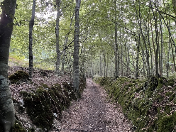 Nous montons maintenant dans le Bois Coquet pour rejoindre le plateau.