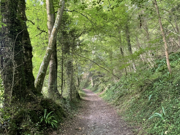 Nous repartons en pente douce dans le Bois Filleul.