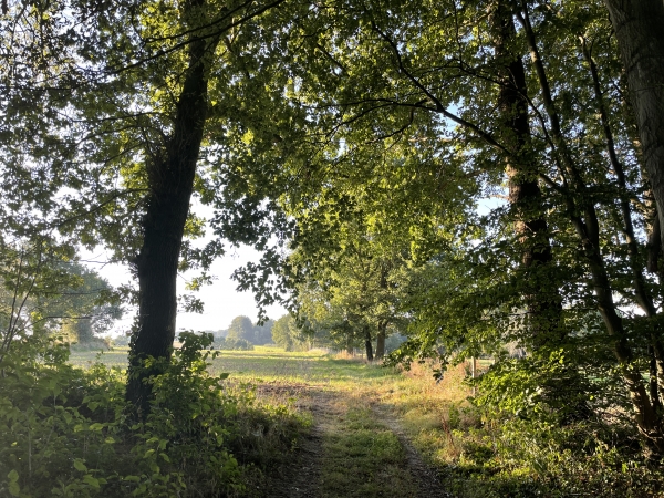 Nous découvrons notre premier chemin après la sortie de Crasville-la-Rocquefort. Il traverse un champ, mais il suffit de marcher en ligne droite le long des arbres.