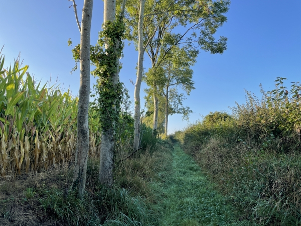 Nous marchons vers La Villeneuve, toujours vers le sud. Le chemin semble confortable, mais les herbes cachent de profondes ornières.