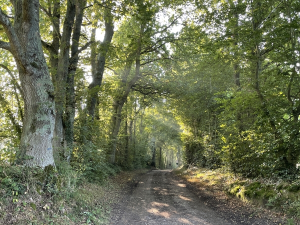 Bois de la Tuilerie.