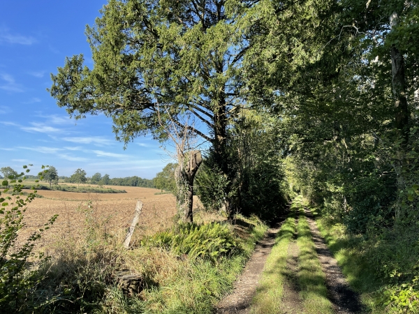 Nous retrouvons le Bois de La Chapelle. Nous ne sommes pas loin de la Dragonnerie où nous étions tout à l'heure.