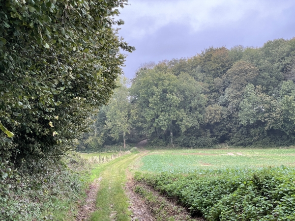 Nous traversons les Terres Béranger et arrivons au niveau du bois de la Côte, où nous allons tourner à gauche.