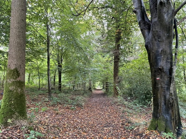 Nous traversons le bois de l'Ermitage. On voit à droite une balise d'une variante du GR210.