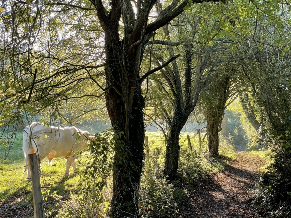 Le chemin de la Saâne est délicieux en toute saison, mais la lumière d'automne ajoute un charme supplémentaire.