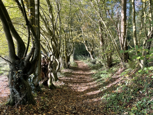 Nous redescendons vers la vallée de l'Oison, ici à la Fosse au Buis. Depuis le départ, les chemins sont vraiment charmants, et valorisés par la lumière d'automne.
