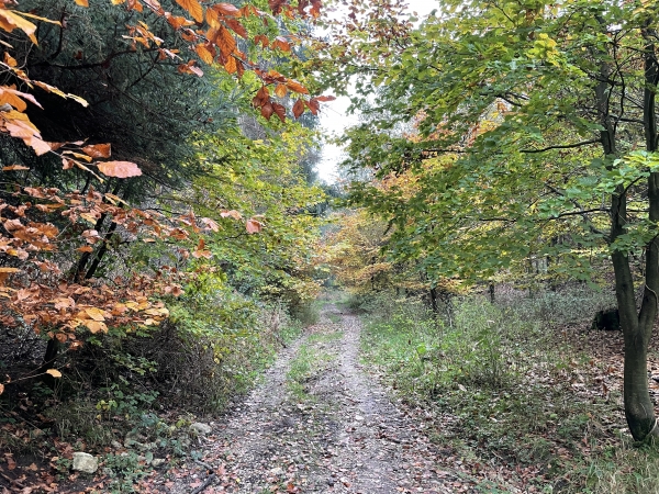 Nous montons le chemin de la Vente dans le bois du Puits Bourdon.