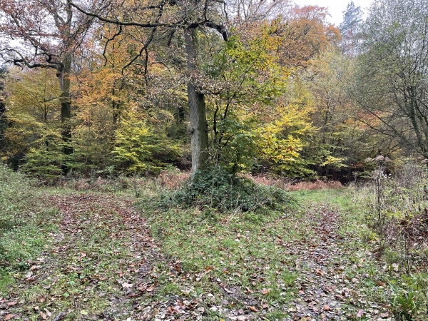 A la fourche du grand chêne, nous prenons le chemin de gauche.