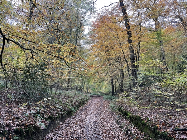 Nous avons rejoint le chemin du Val des Charettes. Nous le suivons vers le nord pour rejoindre Sainte-Gertrude.