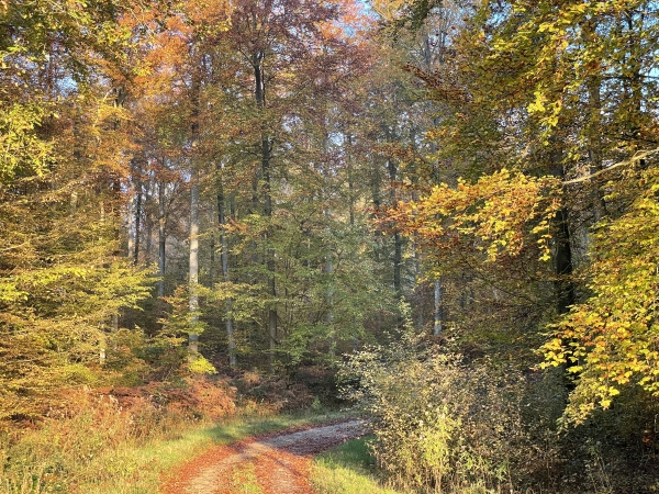 Nous partons du parking du chemin du Mont Caillet sur la D131, et suivons le chemin du Mont Caillet.