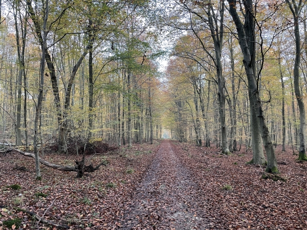 Arrivés au carrefour avec la route forestière au Renard, nous suivons celle-ci vers le nord.