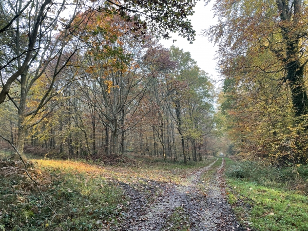 Nous quittons la route forestière au Renard, pour rejoindre à gauche le chemin du Flanc.