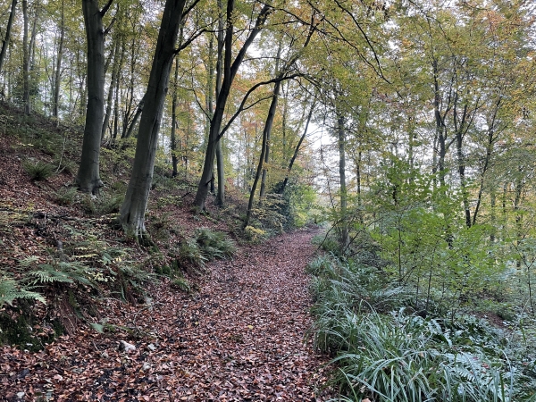 Nous voilà sur le chemin du Flanc, ainsi nommé en hommage à la spécialité du frère pâtissier du Prieuré du Torps. (Ou parce qu'il avance sur le flanc de la colline ;-)