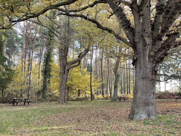 Aire de pique-nique de la Coutume, près de la maison forestière.