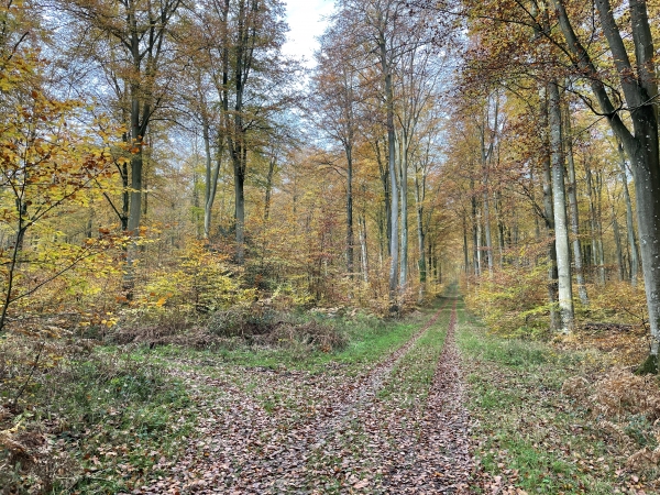 Nous tournons ici à gauche sur le chemin des Moulins, qui va nous mener au parking.