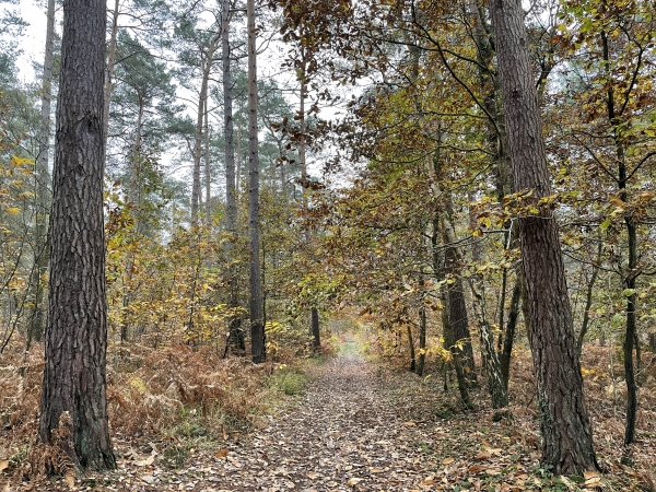 Nous partons de l'aire d'accueil Saint-Vincent, et suivons le GR224RD vers le sud.