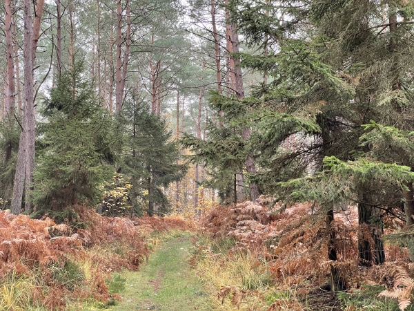C'est une promenade en forêt, avec des ambiances variées, avec ici une parcelle de résineux.